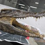 IGI Airport New Delhi Crocodile Skull 011124 9cb71b1993ef4bbba1395bf720cc6bec