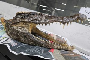 IGI Airport New Delhi Crocodile Skull 011124 9cb71b1993ef4bbba1395bf720cc6bec